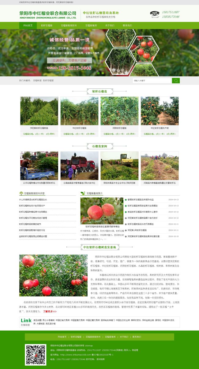 軟籽石榴苗_軟籽石榴樹苗價格_突尼斯軟籽石榴樹苗-滎陽中紅石榴苗基地.jpg